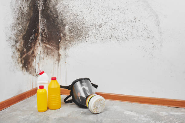 Best Certified Mold Removal  in Murphy, TX