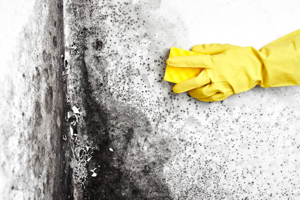 Best Mold Damage Repair  in Murphy, TX