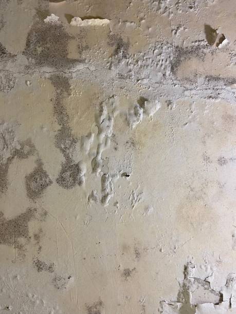 Best Local Mold Removal Service  in Murphy, TX