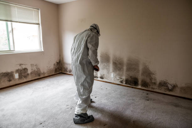 Best Emergency Mold Removal  in Murphy, TX