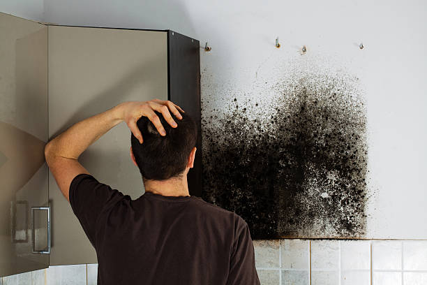 Best Mold Removal Company Near Me  in Murphy, TX