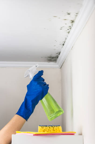 Professional Mold Removal in Murphy, TX