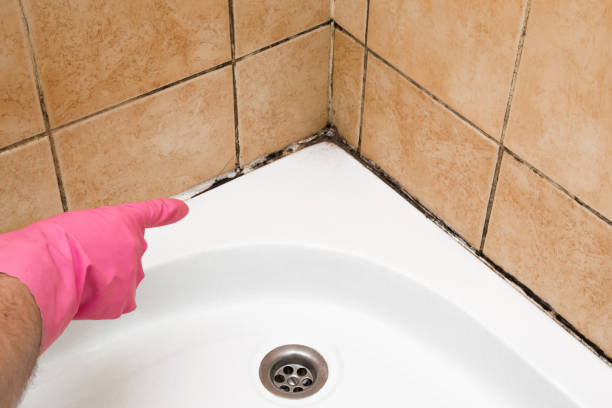 Best Mold Removal Company Near Me  in Murphy, TX